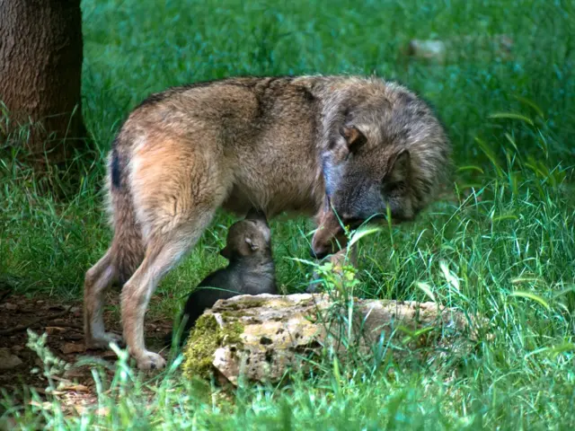 loup-louveteau-1-parc-animalier-gramat.jpg