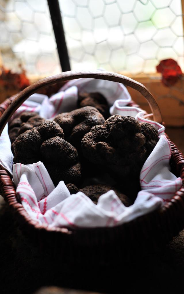 2013-01-06_truffes-boris-st_laurent_les_tourscotvd-cochise_ory4062.jpg