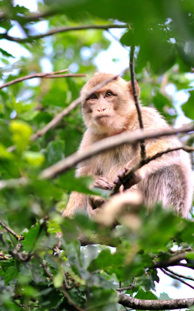 Visite Site Foret Des Singes Header Cochise 0.jpg