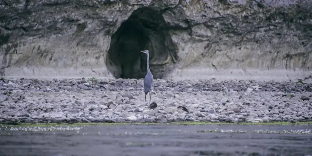 Héron sur la Dordogne