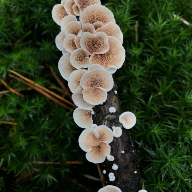 champignons