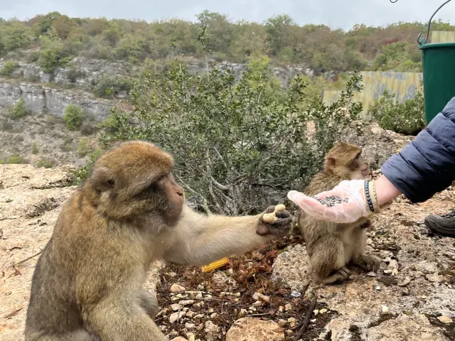 Petit Dejeuner Foret Singes Rocamadour