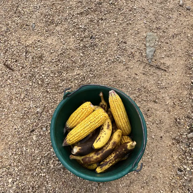 Petit Dejeuner Foret Singes Rocamadour